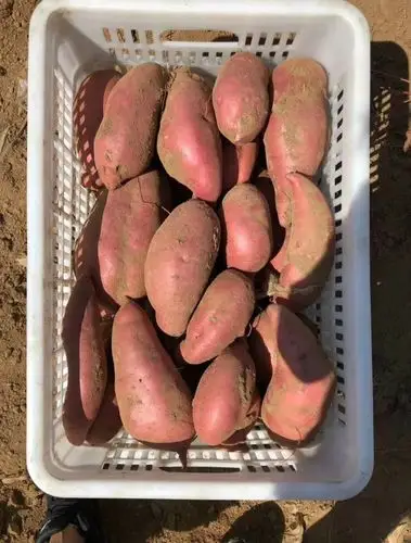 "皮薄馅香,看着就很想吃红心地瓜,海口全城配送01" 红心地瓜 "购买