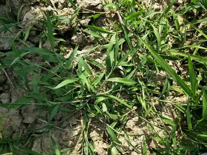 安徽凤阳毛马唐效果