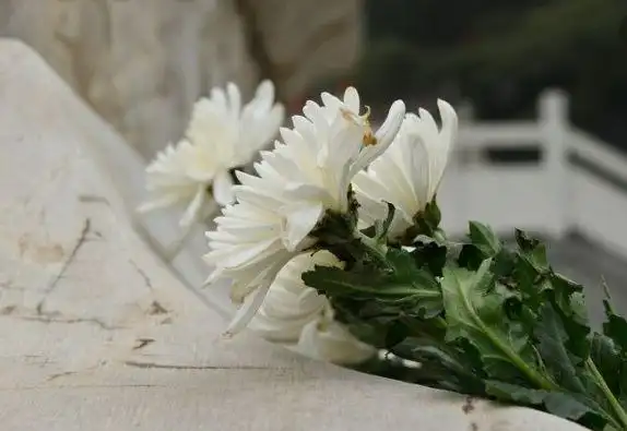 【文明祭祖 遥寄哀思】——莲都区大港头学校疫情下的清明祭祖倡议