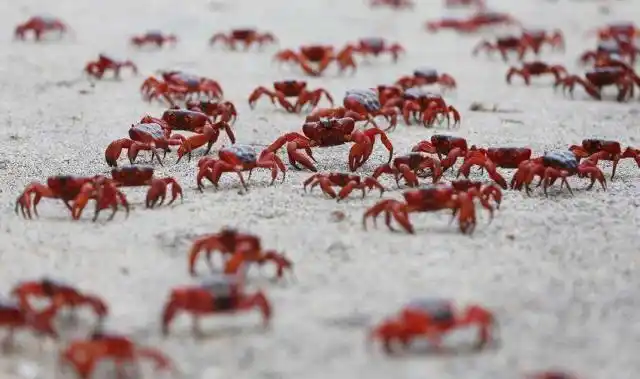 古巴红地蟹泛滥,为什么中国吃货也爱莫能助?