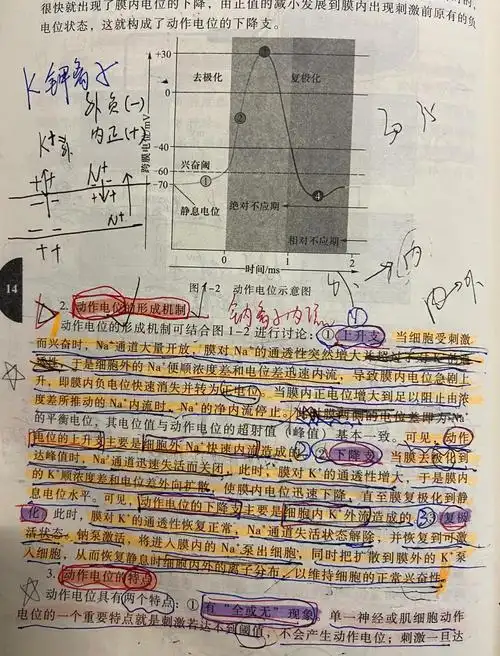 今日重点: 动作电位的形成机制 上升支 下降支 复极化 动作电位牡