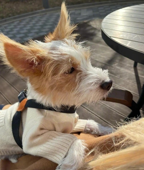 blackpink的新团宠,朴彩英收养的流浪狗hank,现在已是皇族狗_腾讯新闻