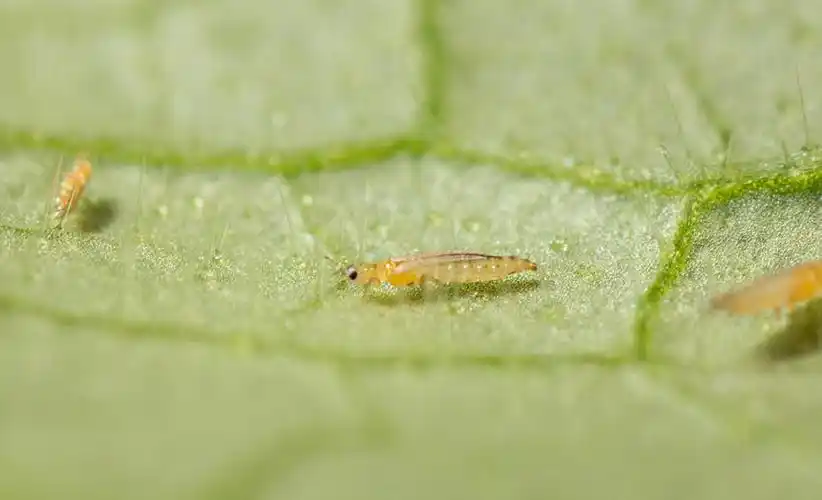 蓟马虫害用什么农药效果好?