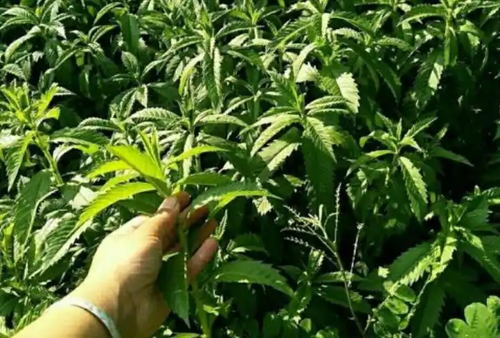 天麻苗长什么样