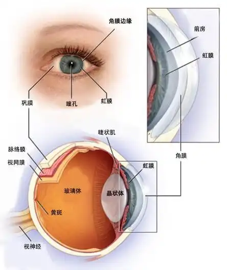 光线通过眼睛中的晶状体以及透明的,像果冻一样的玻璃体进入眼睛,到达