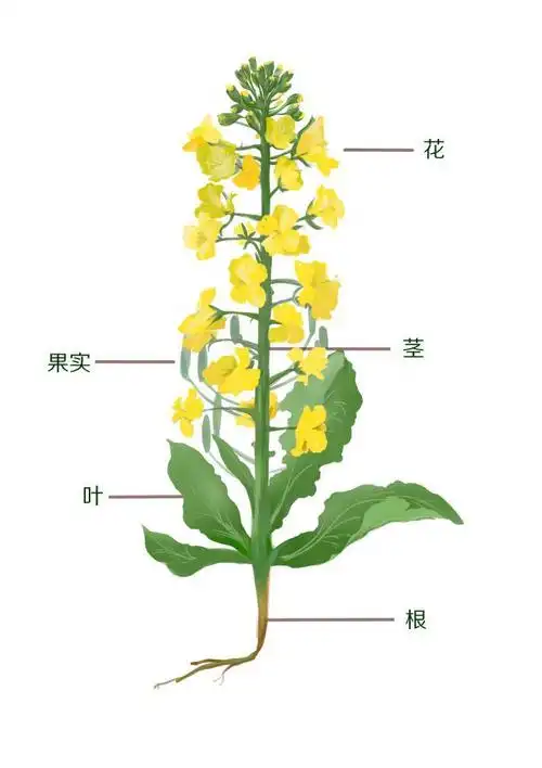 了解一株油菜的构成:根,叶茎,花和果实(籽)2认识油菜花的生命历程