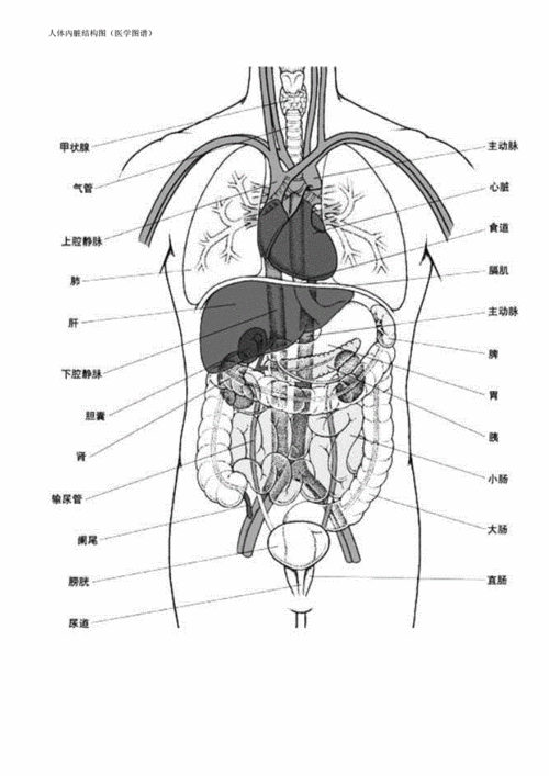 人体构造图标内脏器官位置 人体构造图标内脏器官位置胰腺痛的临床