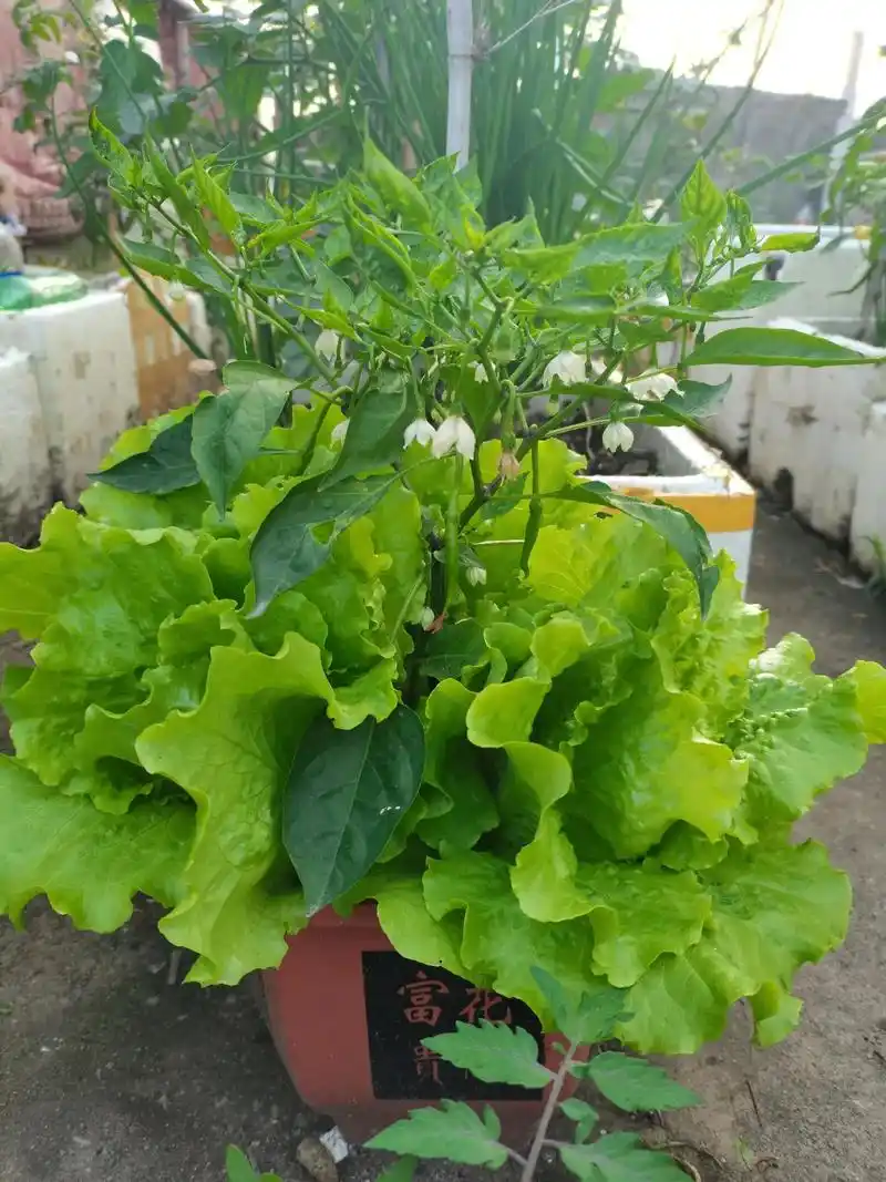 每天早晚在楼顶菜园是我心情最愉快的时候96#楼顶种菜达人 # - 抖音