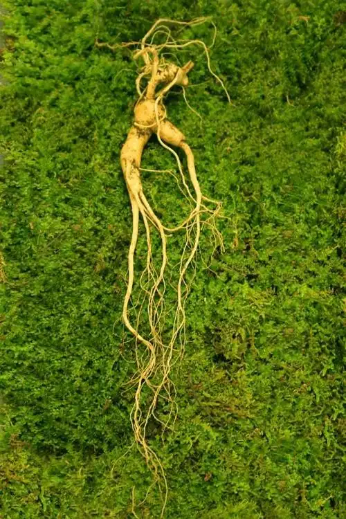 野山参烹饪方法