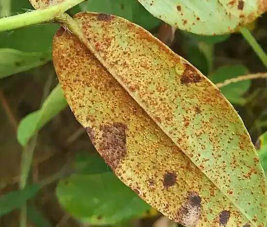 十二,花生锈病