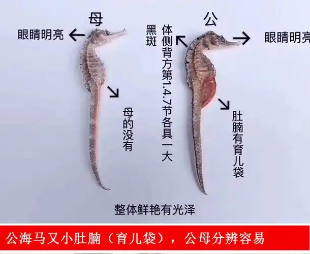 海马作用与功效煲汤海马怎么炖最补肾壮阳