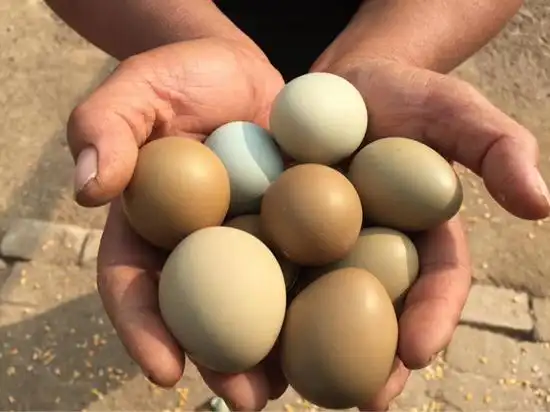 爱心爆棚上线8小时售出2万枚商河七彩山鸡蛋499元60枚全国包邮