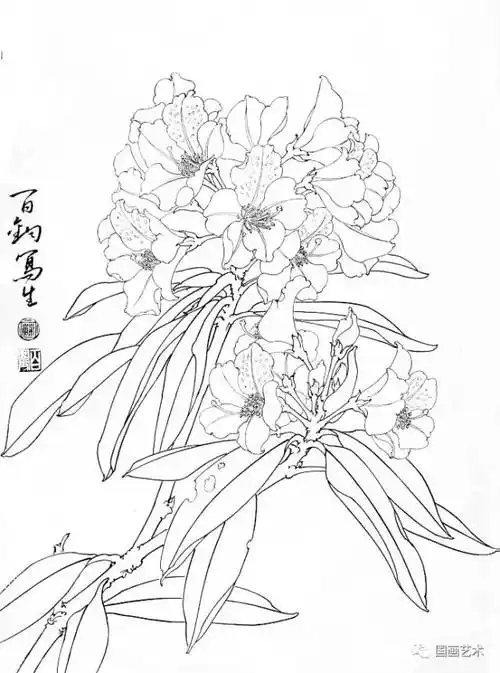 高山杜鹃花勾线前,先考虑墨色,墨虽然是黑色,但中国画的用墨里有"墨分