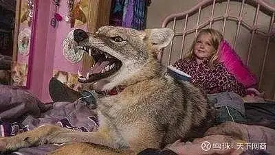 美国每年捕杀40万只郊狼,却挡不住它们占领城市