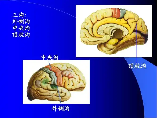 大脑皮质功能分区ppt