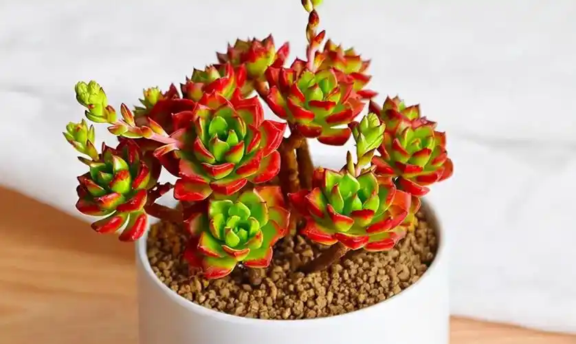 多肉蒂亚精贵难养?多注意这4点,轻松养成漂亮老桩