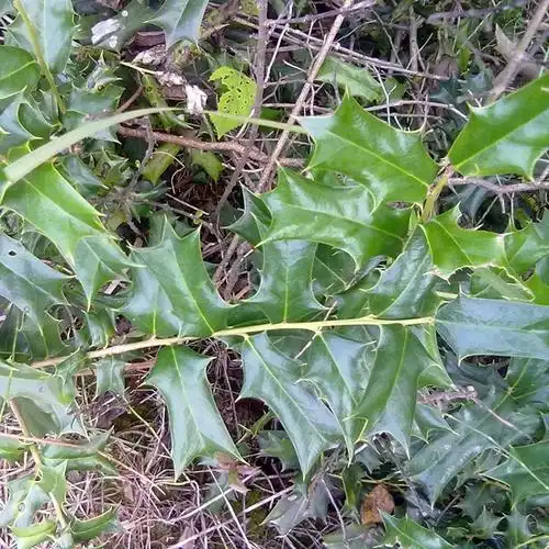 抗癌中草药:十大功劳