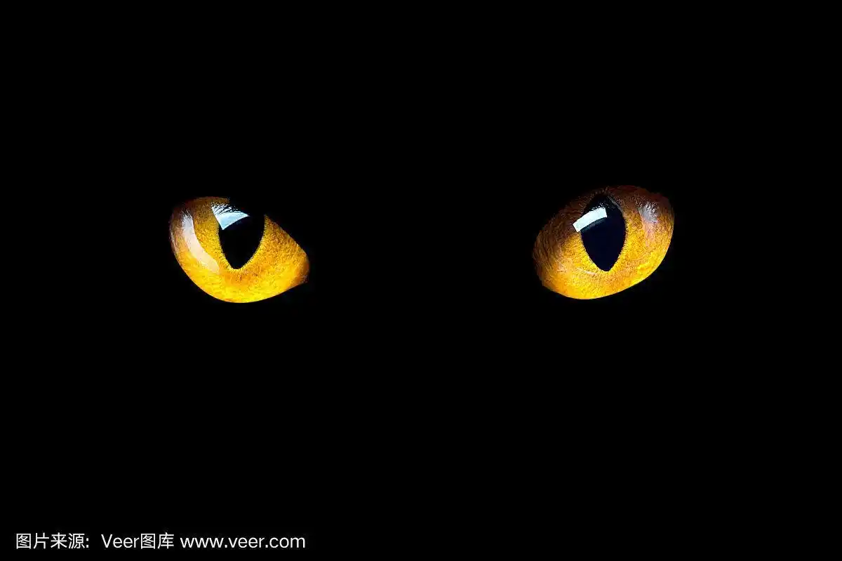 橙色的猫眼睛在黑色背景的黑暗中发光.