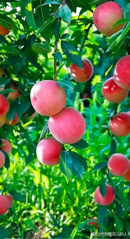 秋天是丰收的季节!长在树上的果实图片,各种水果图片.