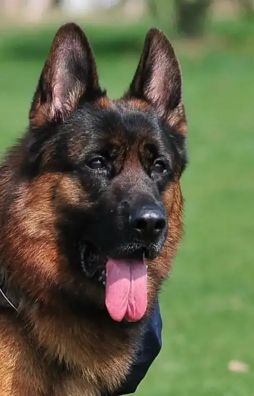 来自德国的德国牧羊犬.俗称黑背.按毛发分飞长毛和短毛,按类型 - 抖音