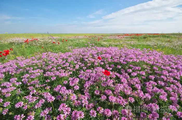 在草地上的春天的花朵