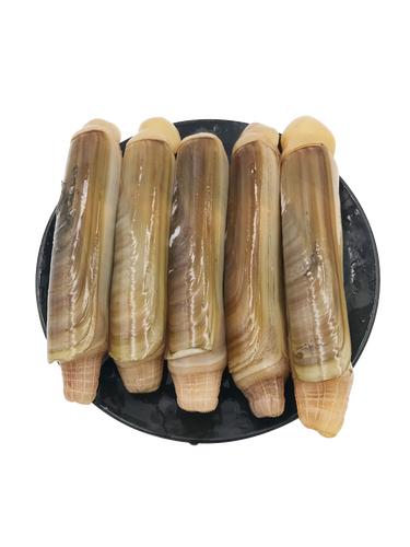 顺丰水产海鲜贝类青岛500克无沙大号竹节王竹节蛏子