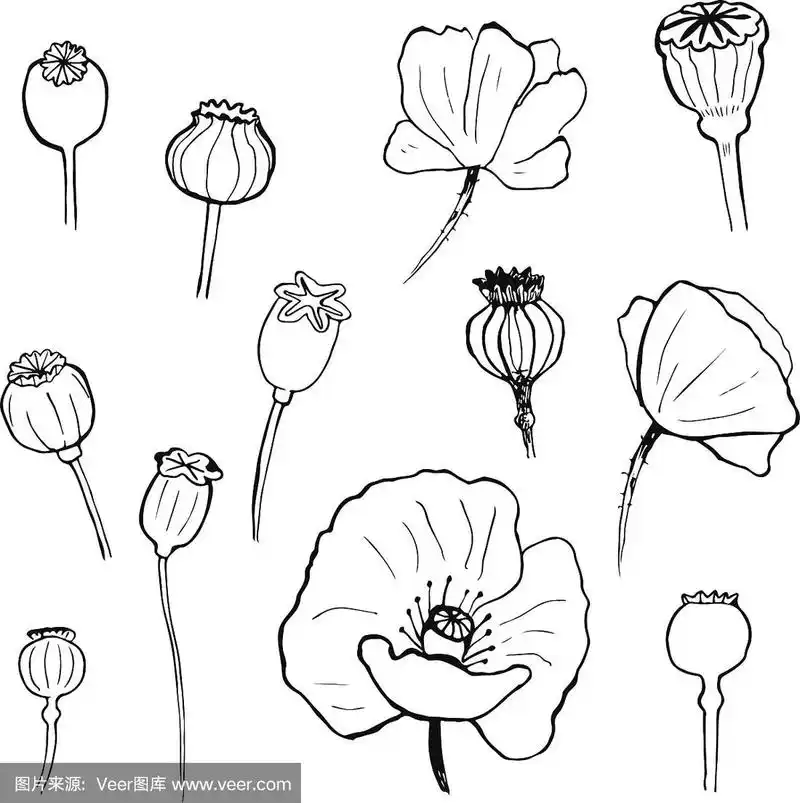 孤立在白色背景上的黑色罂粟