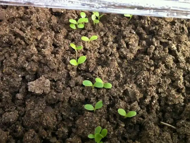春风送暖  番茄发芽啦!