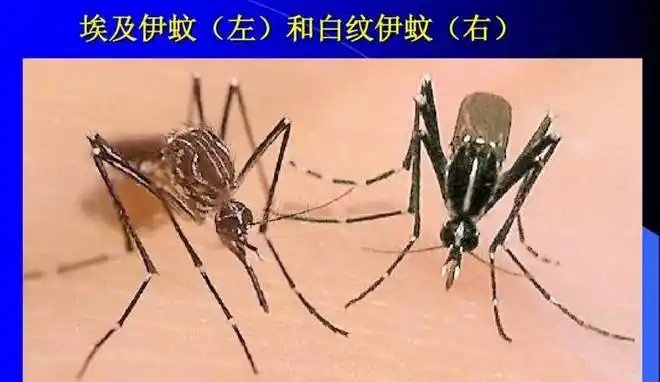 登革热|白纹|伊蚊|库蚊_网易订阅