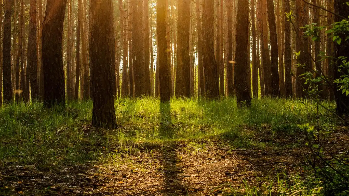 树木森林风景摄影高清宽屏壁纸