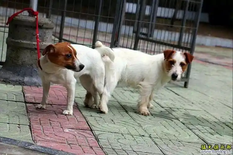 出售杰克罗素梗1公4母,狗爸cku登陆冠军元宝,狗妈台湾登陆冠军威力