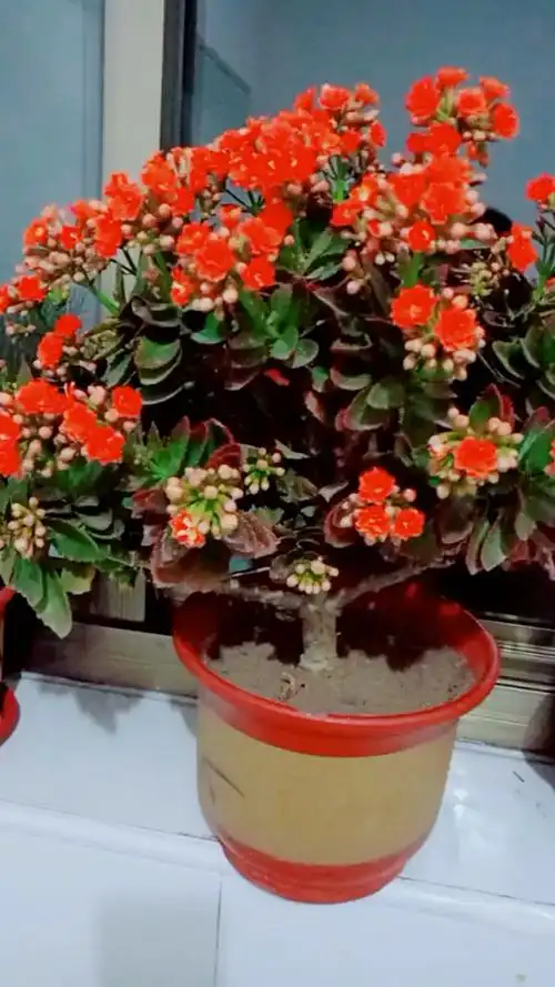 教大家如何养好一盆长寿花的老桩