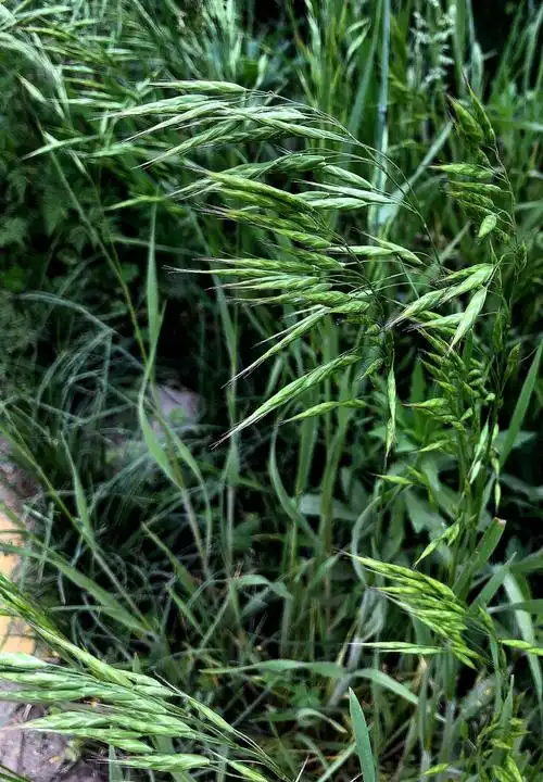 禾本科 燕麦属 燕麦 avena sativa