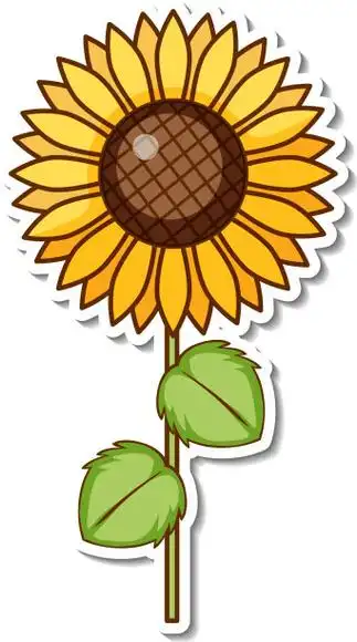 贴纸设计用向日葵孤立图片
