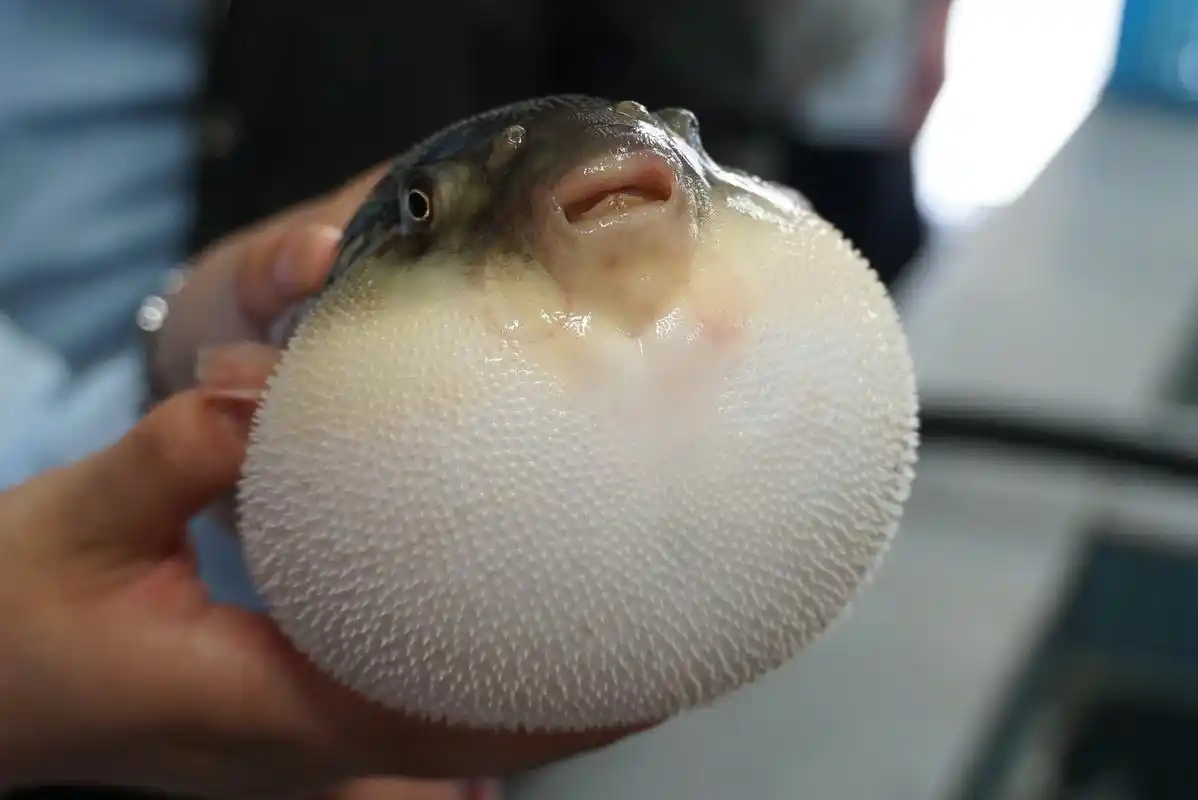 求助大佬什么鱼的质感和口感与河豚最像?