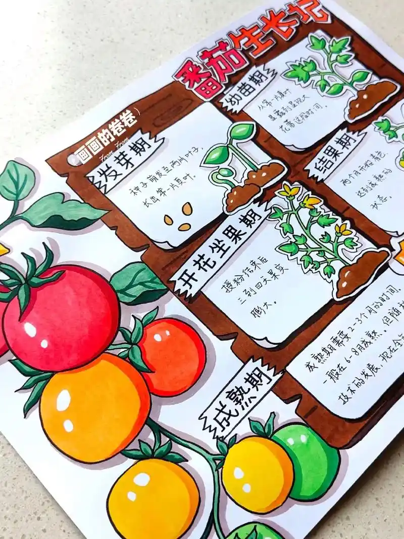自然笔记番茄生长记手抄报