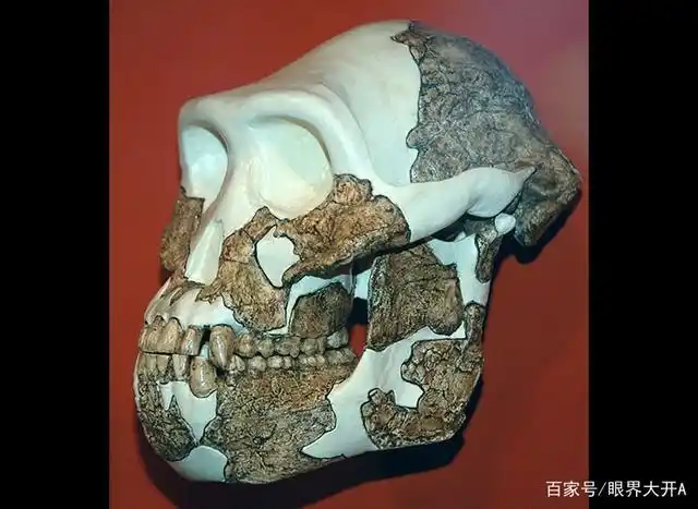 早期人类物种——阿法南方古猿