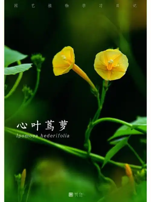 🌿【园艺植物学习日记】🌿心叶茑萝