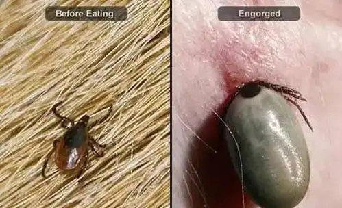 虱子,如跳蚤,是寄生在他们的主人的血液的外部寄生虫.