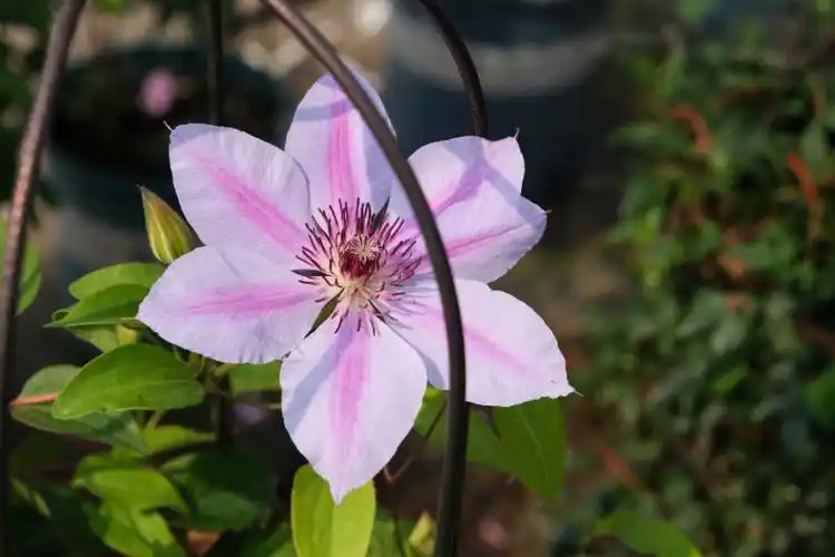 铁线莲品种90繁星