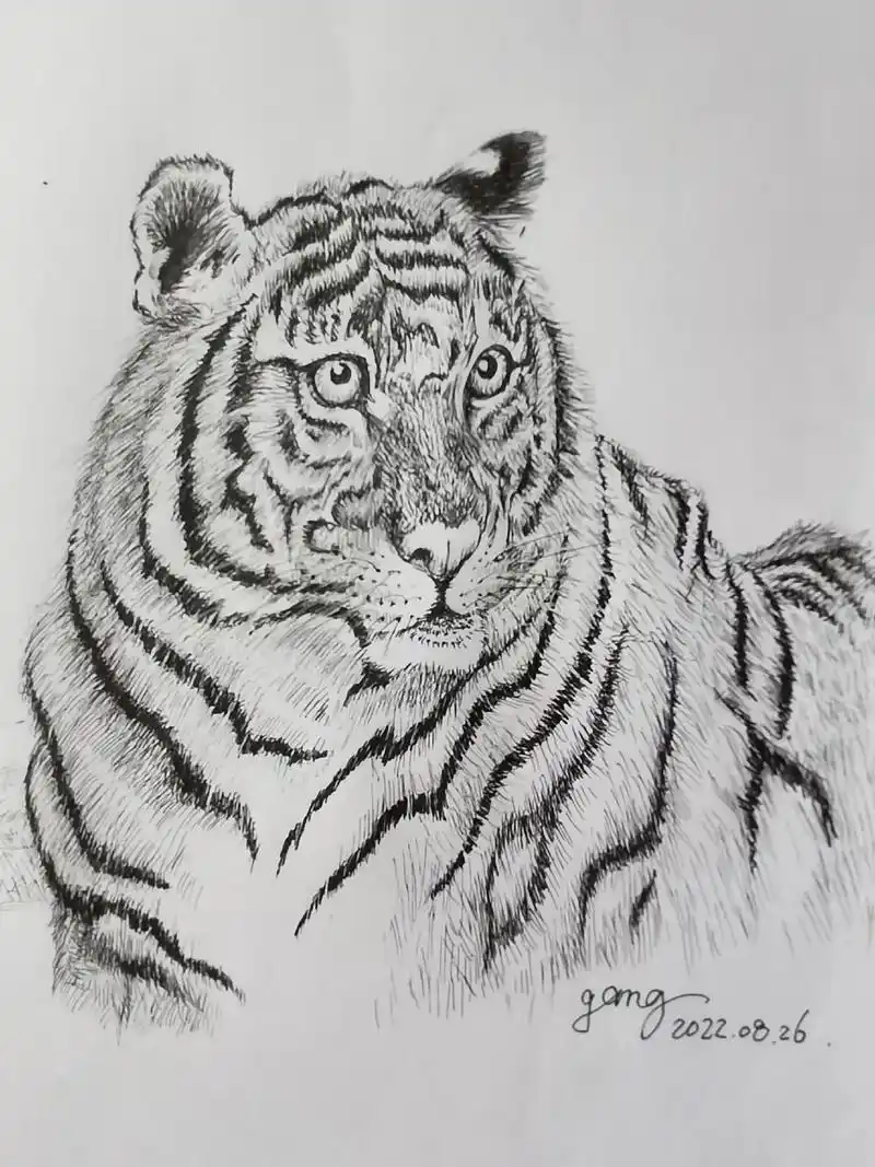 绘画生活新钢钢笔画.动物头像系列(老虎)#动物 #可爱小老虎 - 抖音