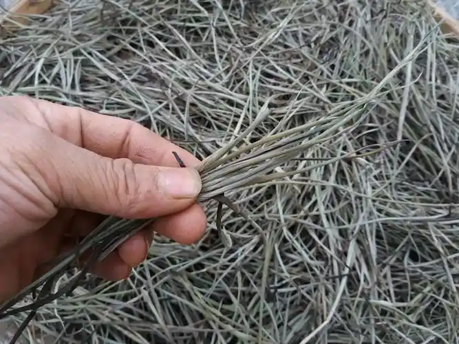 【满50元包邮】竹针 竹叶心 单竹心 干品10g