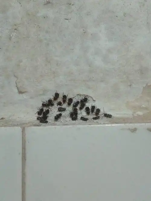 墙上的这些虫子是什么来的呀?