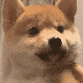 表情 | 沙雕表情包(2020.11.22)