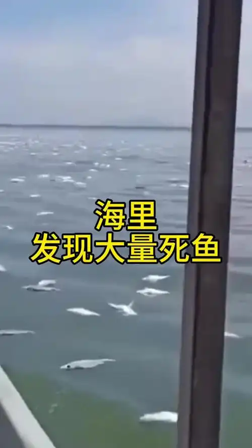 刚刚渔民在海上发现大量死鱼海水被严重污染