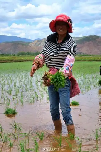 格姆女神山下勤劳的摩梭人田地里插秧的大部分是女人