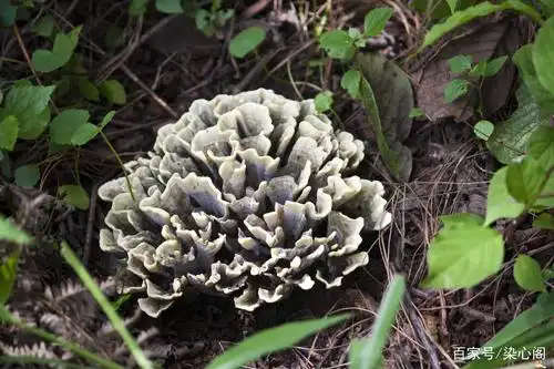云南有多少菌类 - 2020年最新商品信息聚合专区 - 百度爱采购