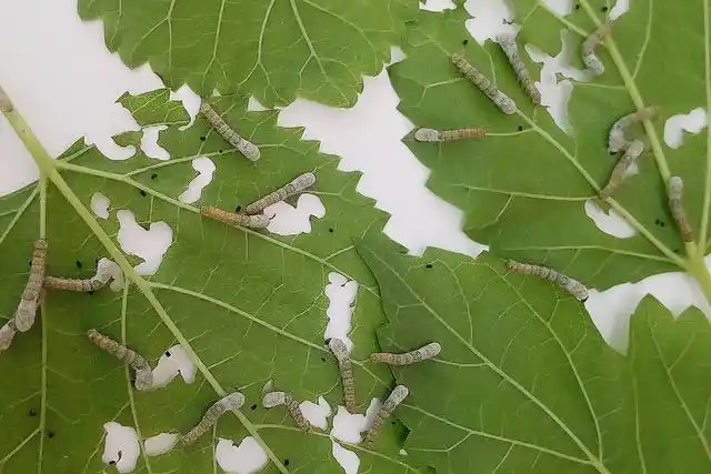 蚕结茧后几天蚕蛾从茧中钻出来 蚕宝宝成茧后多久出来-起航号