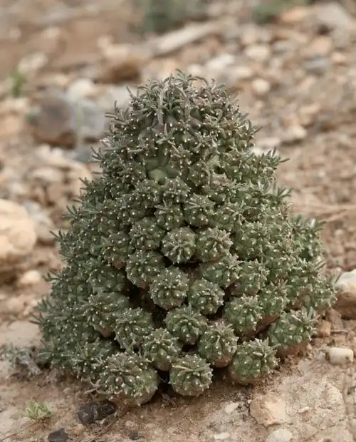 南非野生多肉吸引着世界各地的肉友和摄影爱好者.