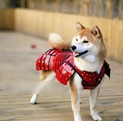 穿着武士服的狗